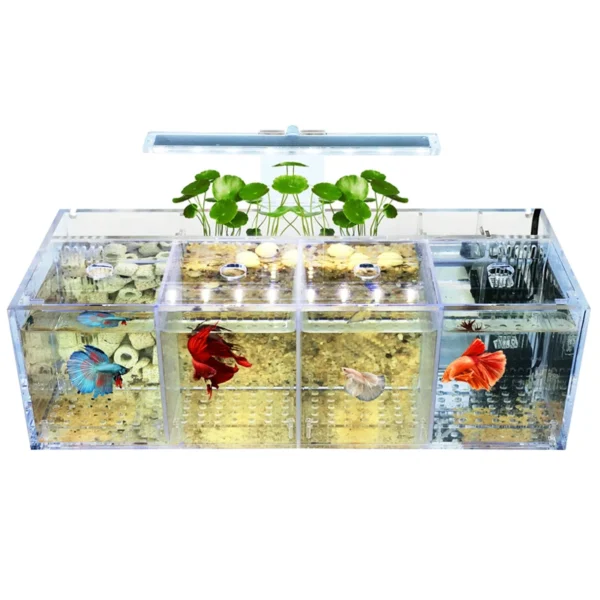 220V Creative Betta Fish Tank Breeding Incubator Isolation Box Water-free Desktop Small Acrylic Ecological Aquarium Tank - Image 5